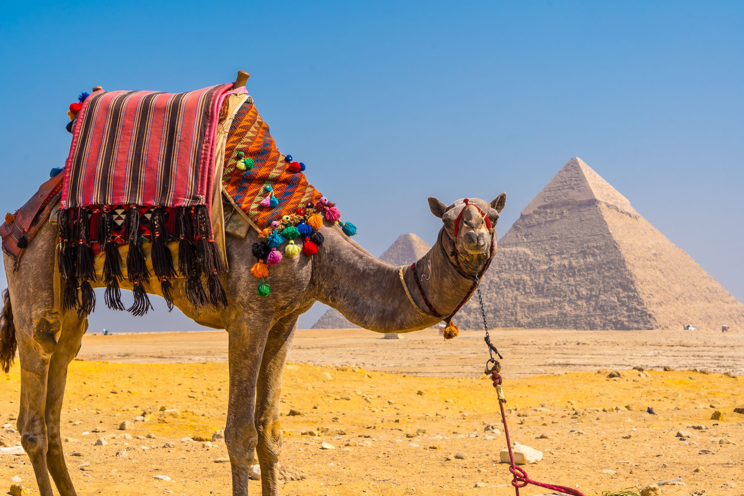 A beautiful camel in the Pyramids of Giza, the oldest Funerary monument in the world, Cairo, Egypt